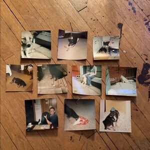 Collection of Vintage Dog Photos